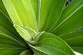 Close up exotic striped leaves Drasaena