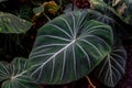 Close up from a exotic structural leaf