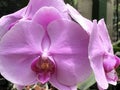 Close up of exotic tropical purple orchid Royalty Free Stock Photo