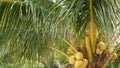 Close-up of exotic yellow unripe young fresh coconuts growing on green palm among leaves on sunny day. Natural texture. Tropical Royalty Free Stock Photo