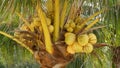 Close-up of exotic yellow unripe young fresh coconuts growing on green palm among leaves on sunny day. Natural texture. Tropical Royalty Free Stock Photo