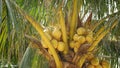 Close-up of exotic yellow unripe young fresh coconuts growing on green palm among leaves on sunny day. Natural texture. Tropical Royalty Free Stock Photo