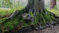 Close up of exposed root structure of very old tree Royalty Free Stock Photo