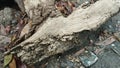 Close-up of exposed tree roots intertwined with soil, rocks, and natural debris. The image highlights raw textures Royalty Free Stock Photo