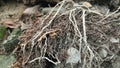 Close-up of exposed tree roots intertwined with soil, rocks, and natural debris. The image highlights raw textures Royalty Free Stock Photo