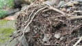 Close-up of exposed tree roots intertwined with soil, rocks, and natural debris. The image highlights raw textures Royalty Free Stock Photo