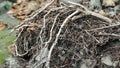 Close-up of exposed tree roots intertwined with soil, rocks, and natural debris. The image highlights raw textures Royalty Free Stock Photo