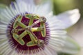 close-up of the extraordinary pistil of the blossom of a blue passion flower Royalty Free Stock Photo