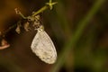 close-up extreme macro butterfly soft focus details nature background Royalty Free Stock Photo