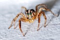 Close up Extreme magnification - Jumping spider Royalty Free Stock Photo