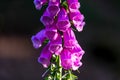 Close up of an extremely pink native foxglove in the sun. Poisonous Digitalis purpurea red foxglove in bloom