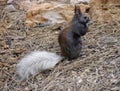 Close-up of extremely rare Kaibab squirrel near North Rim of Grand Canyon