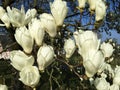 Close-up of extremely white magnolia blossoms in the Japanese Garden of Cologne . Royalty Free Stock Photo