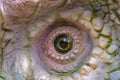Close up eye of the ankylosaurus dinosaurs Royalty Free Stock Photo