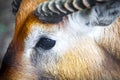 Close-up of the eye of a antelope