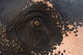 Close up The eye Asia Elephant. Royalty Free Stock Photo