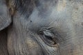 Close-up of an eye of Asian Elephant (Elephas maximus) Royalty Free Stock Photo