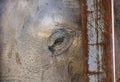 Close-up of an eye of an Asian Elephant (Elephas maximus) Royalty Free Stock Photo