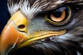 Close up of eye of Bald Eagle bird
