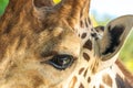 Close Up Of An Eye Of Beautiful Giraffe
