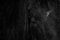 Close-up of the eye of a black horse Royalty Free Stock Photo