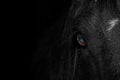 Close-up of the eye of a black horse Royalty Free Stock Photo