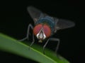 Close up eye of blue bottle fly perched on the leaf Royalty Free Stock Photo