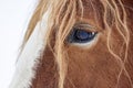 Close up eye of brown furry plow horse Royalty Free Stock Photo