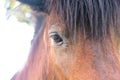 Close up eye of  brown horse , animal face background Royalty Free Stock Photo