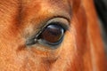 A close up of an eye from a brown quarter horse Royalty Free Stock Photo