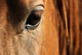 Close up eye of chestnut purebred horse Royalty Free Stock Photo