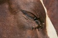 close-up of the eye of a cow and a fly, closed cow\'s eye close-up and flies are sitting Royalty Free Stock Photo