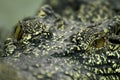 Close-up eye Crocodile