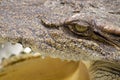 Close-up eye Crocodile Royalty Free Stock Photo