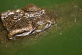 Close-up eye Crocodile Royalty Free Stock Photo