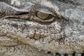 Close-up eye of a crocodile Royalty Free Stock Photo