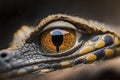 A close up of an eye of a crocodile Royalty Free Stock Photo