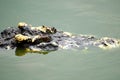 Close-up eye Crocodile Royalty Free Stock Photo