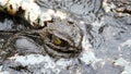 Close up eye of crocodile is shutting focus on camera