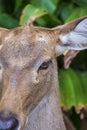 Close up eye of deer in nature Royalty Free Stock Photo