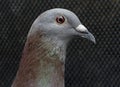 Close up eye and detail on head of homing speed racing pigeon in home loft
