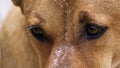 Close-up, eye dog lying on the beach