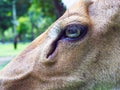 Close up eye of Eld`s deer. Royalty Free Stock Photo