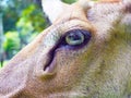 Close up eye of Eld`s deer. Royalty Free Stock Photo