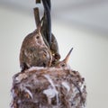 Close Up Eye and Feathers of Baby Hummingbird in Nest