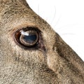 Close-up on the eye of a female red deer Royalty Free Stock Photo