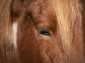 Close up of eye and fringe of a piebald pony Royalty Free Stock Photo