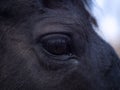 Close up of the eye of an Hannoverian mare Royalty Free Stock Photo