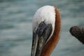 Close up of the eye and head of the Galapagos brown pelican or Pelecanus occidentalis