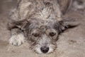 Close up eye on head gray and brown color thai dog is sad Royalty Free Stock Photo